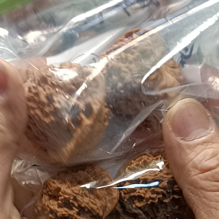 老****胡麒麟官帽加山地官帽