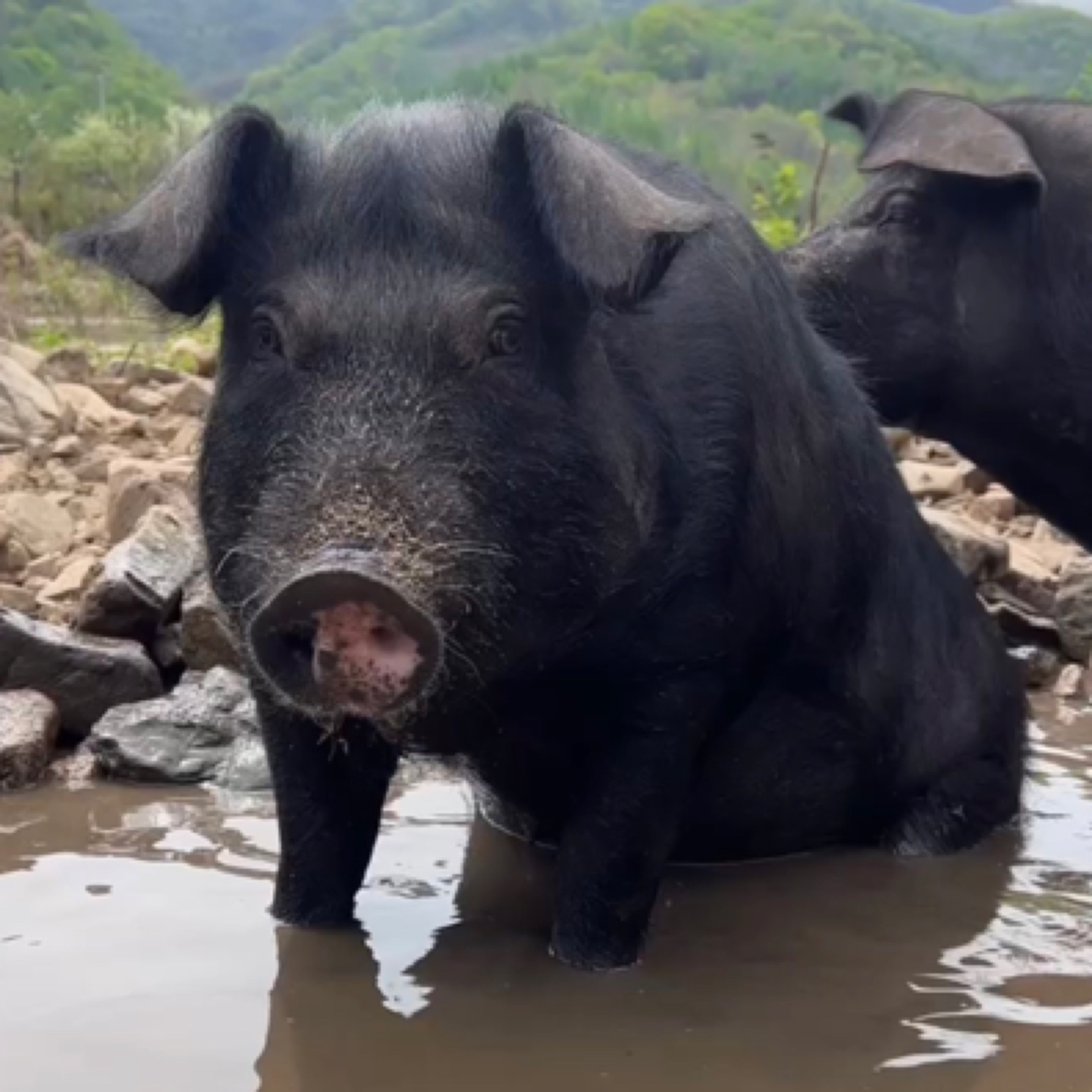 3号【直播称重改价链接】黑猪肉 500克以上 顺丰、京东包邮