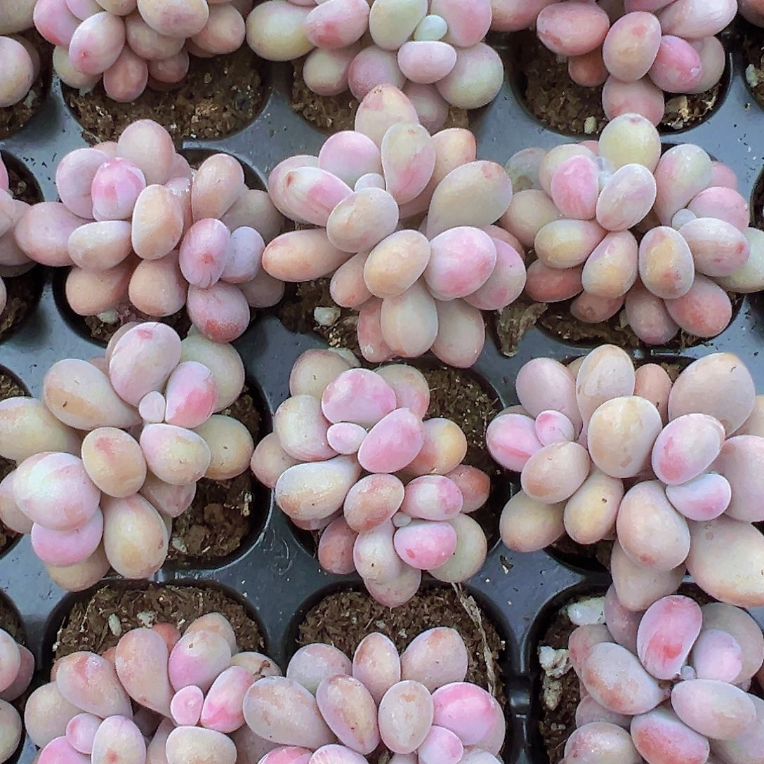 丸叶糖果桃蛋11颗19包邮