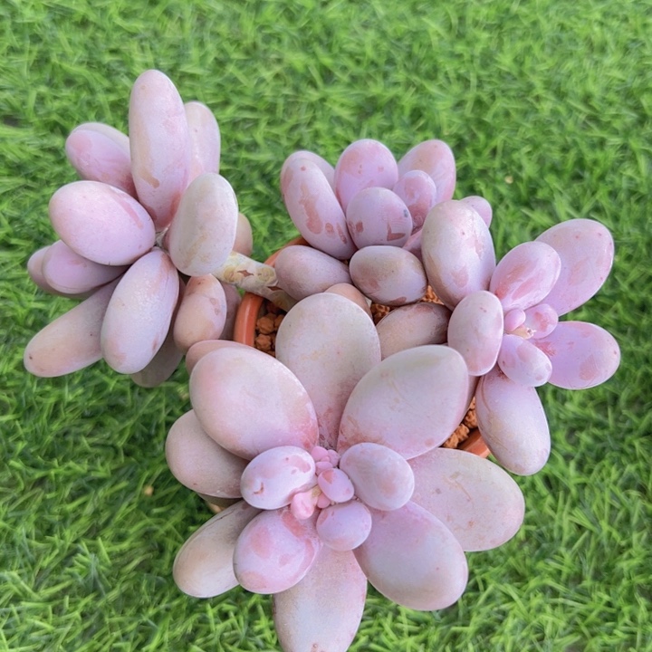 健健康康平平安安