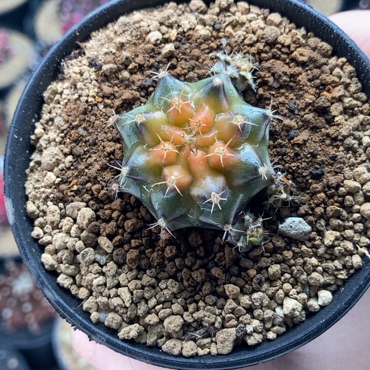 名品侧 米哈仙人球