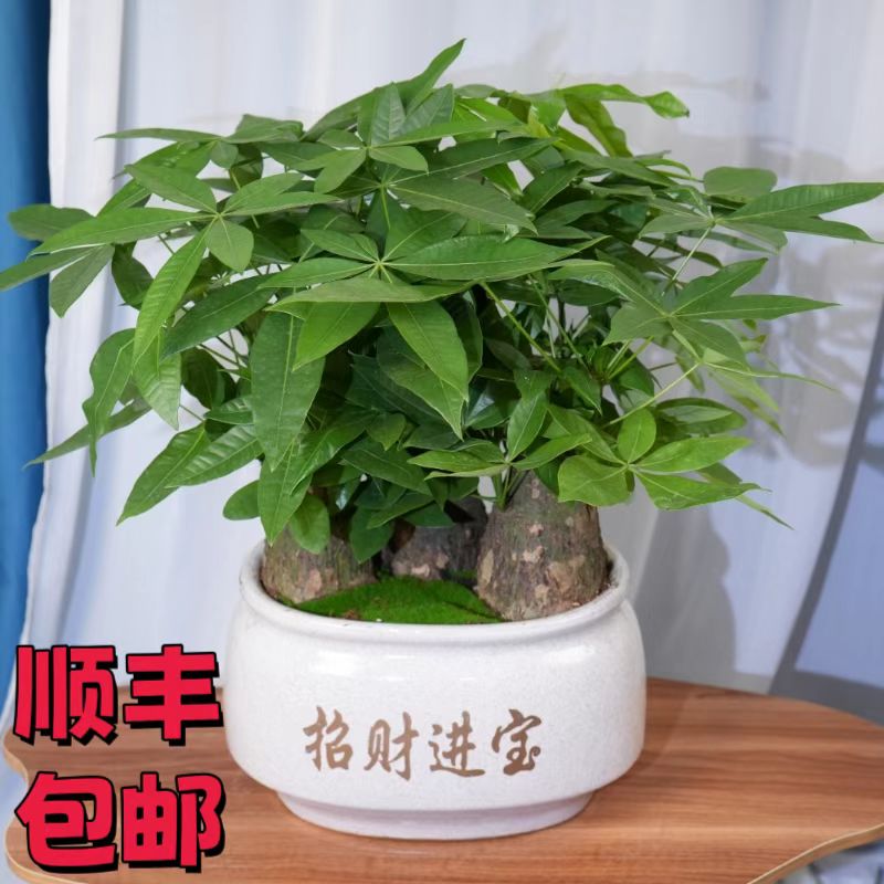 三杆大棵陶瓷盆景发财树盆栽室内绿植招财客厅好养观叶室内植物