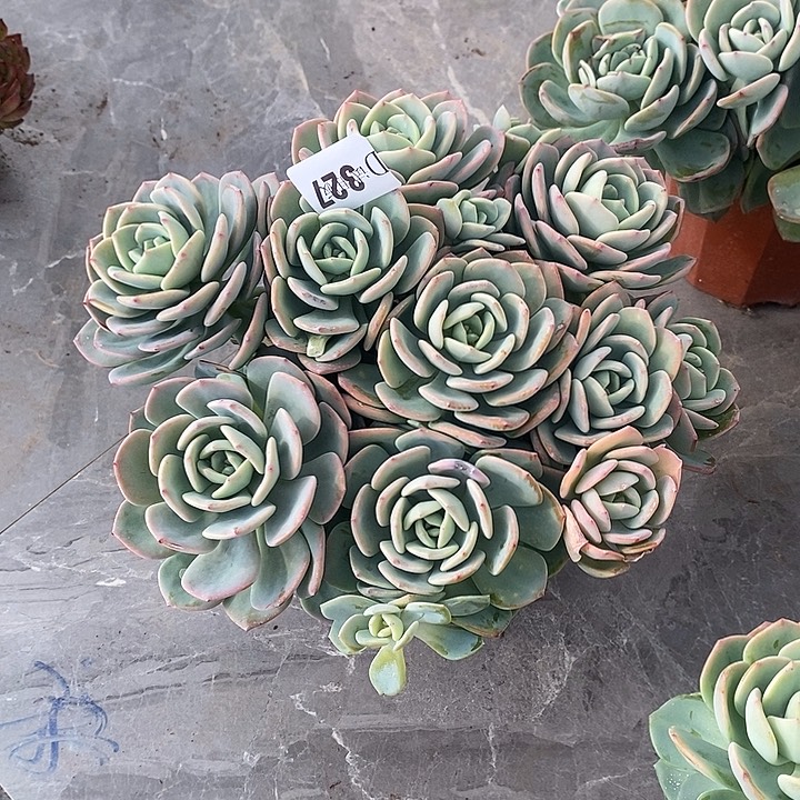 水***雾327白月光多肉植物多肉