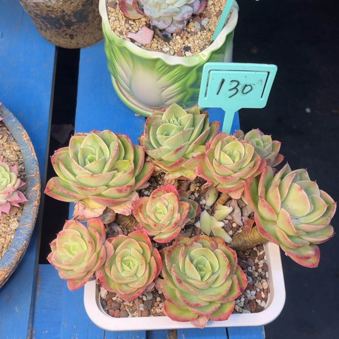 小雨多肉星娜塔1