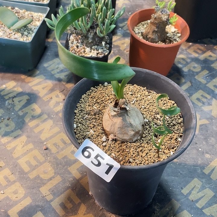 淡***季651产地宽叶卷叶垂筒花