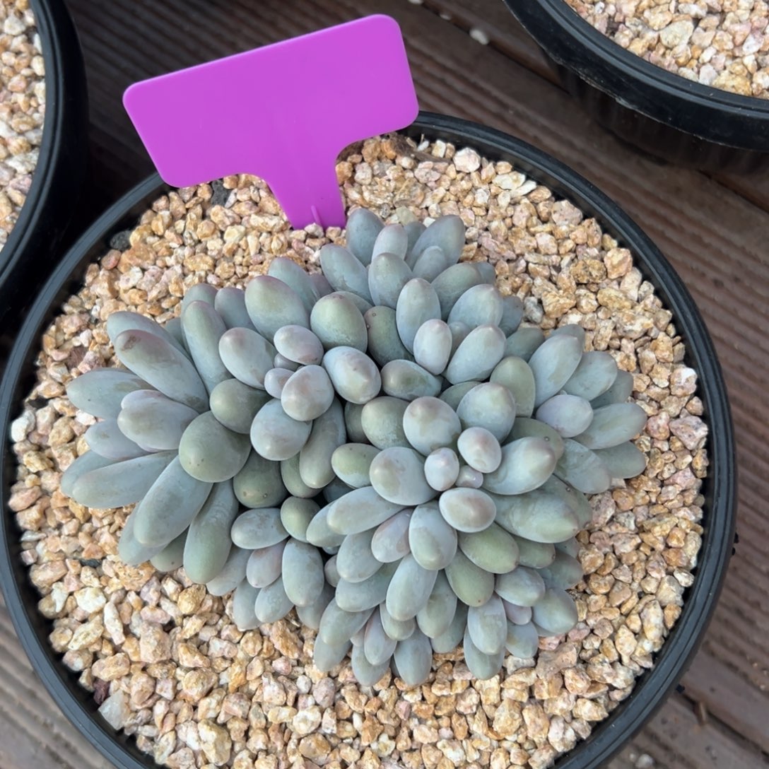 汤圆111111111111111