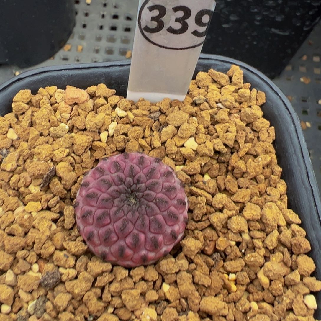 339实生根紫丽丸多肉植物带盆土