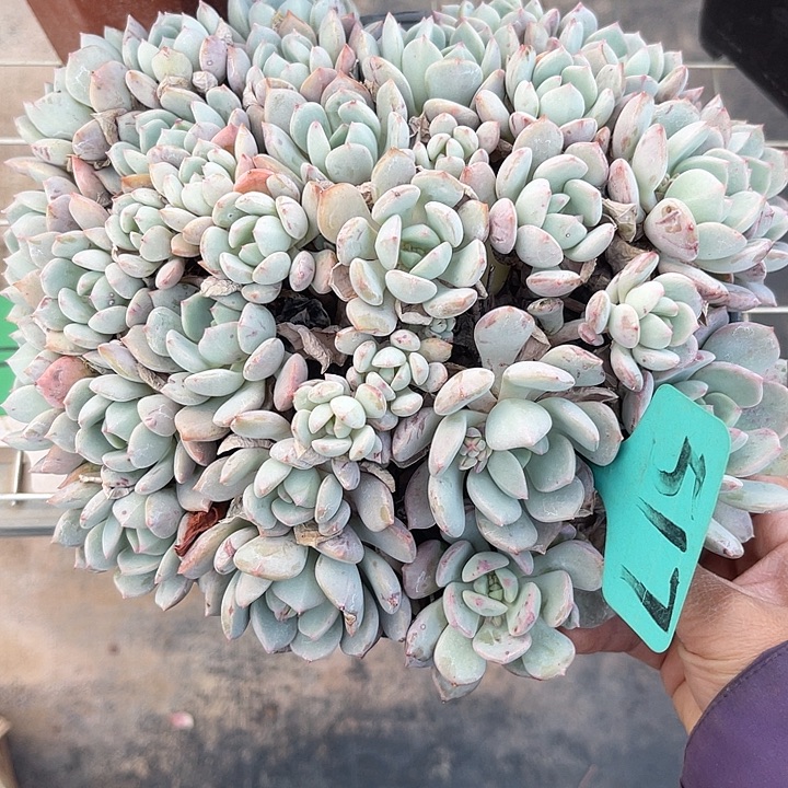 两单包邮，一物一拍517格林