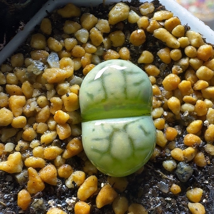 生石花2:：。在。 36号