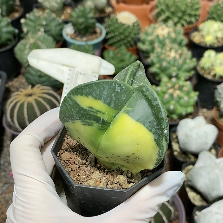 花花草草花花草草