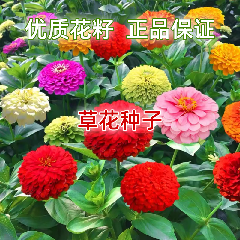 花卉种子/百日草/万寿菊/二月兰/三叶草