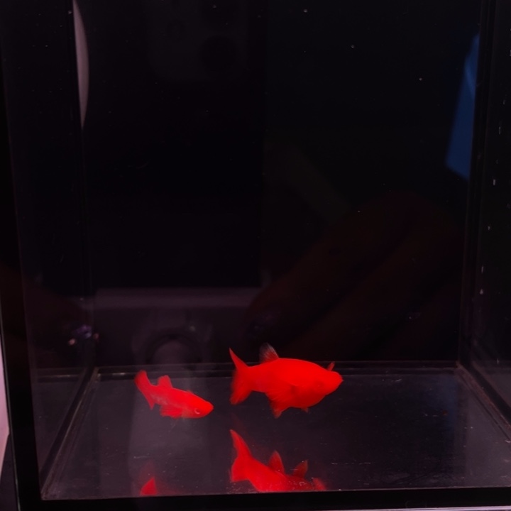 ****式精品火麒麟1对:精品