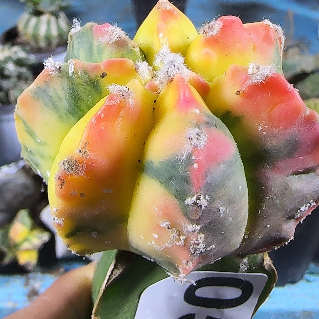 鸾锦055仙人球开花了