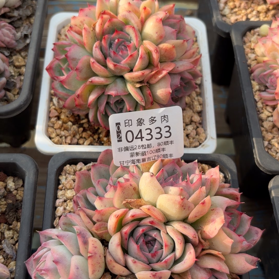 阳**子2颗多肉植物04333（ggg