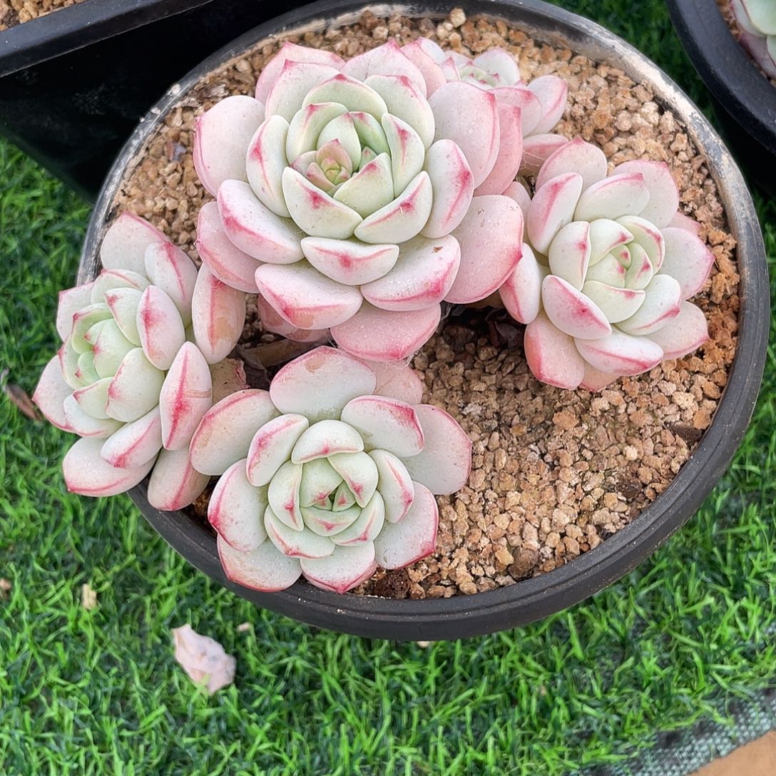沐****香草群生多肉植物一物一拍多肉