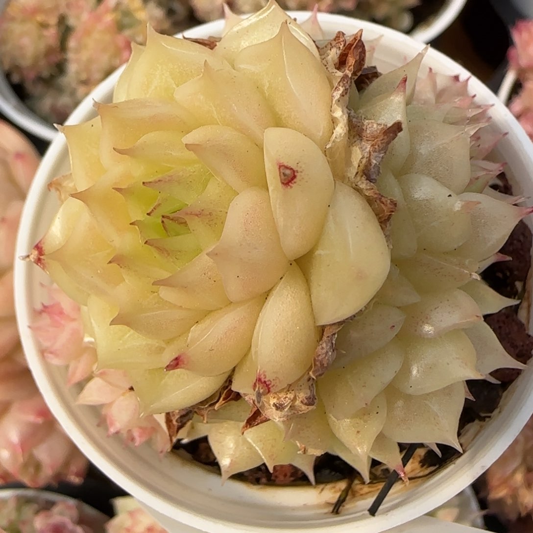 花语逸境0217-467散