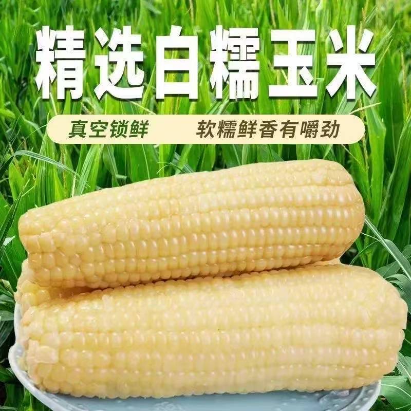 【试吃2根】白糯玉米软糯香甜厂家直销非转基因生态自然