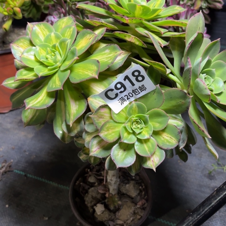 瑞妈一物一拍918