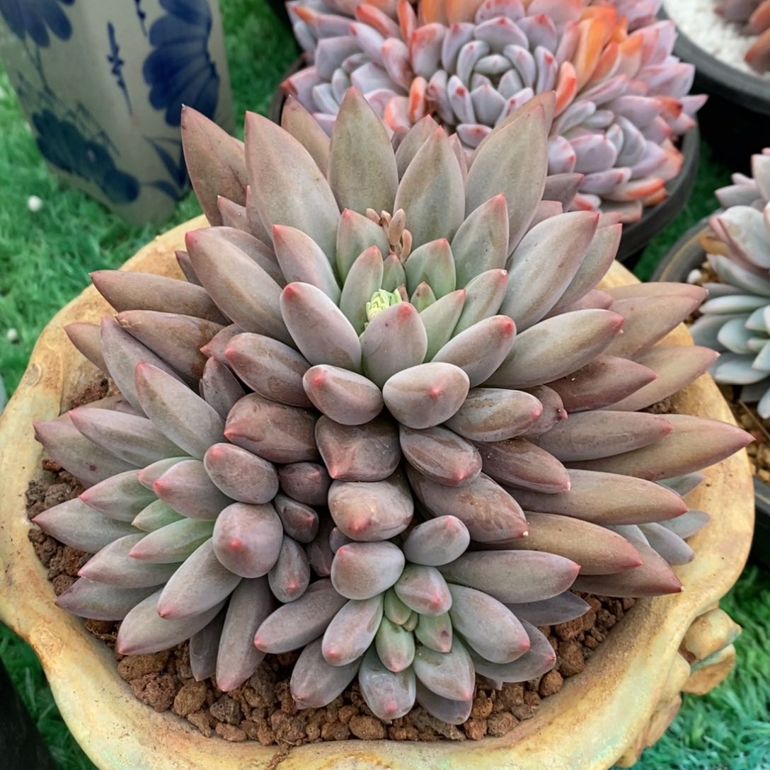 水晶球多肉植物盆栽