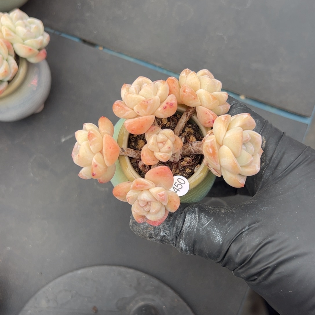 六头冰玉带盆0000000000000