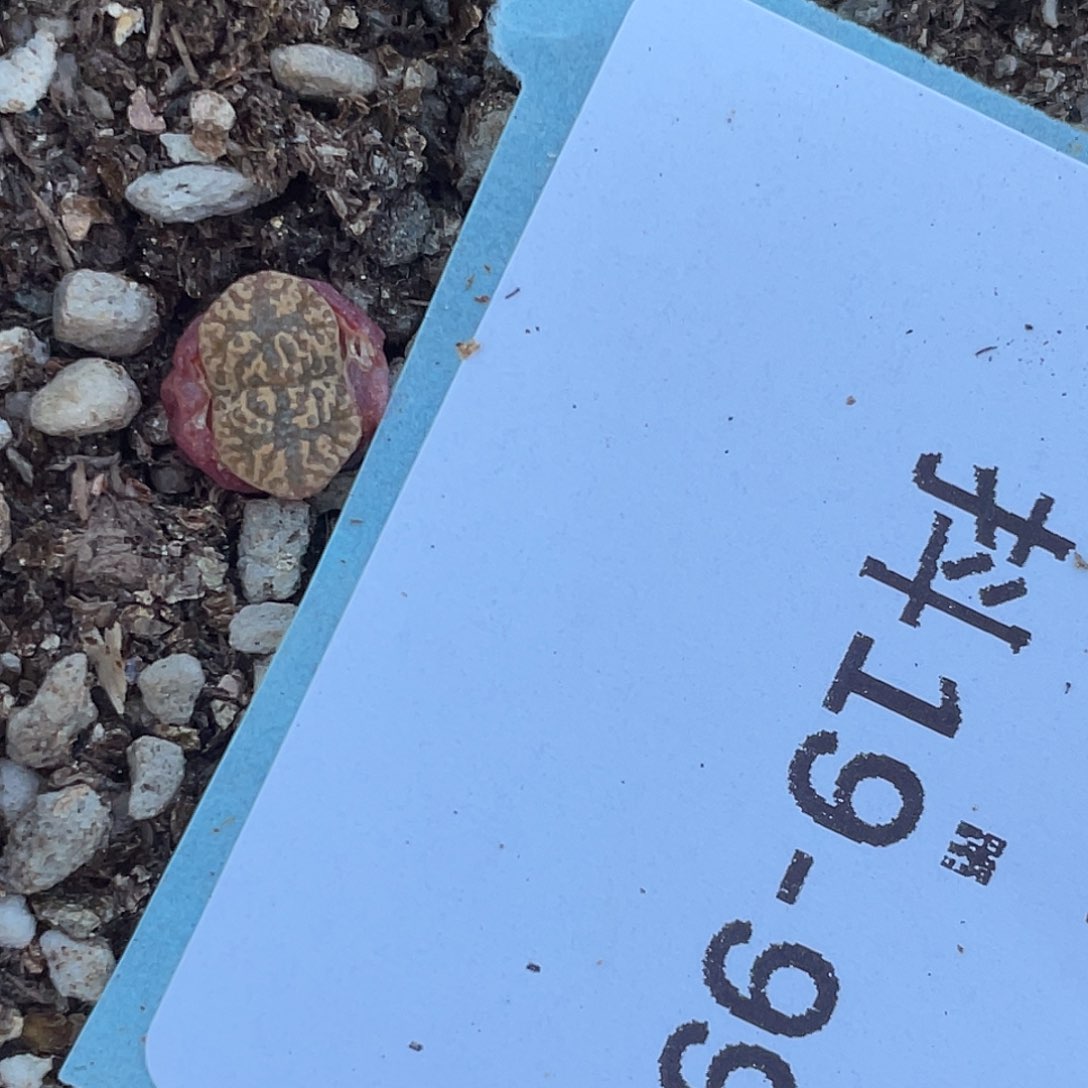 19-99勋章多肉植物