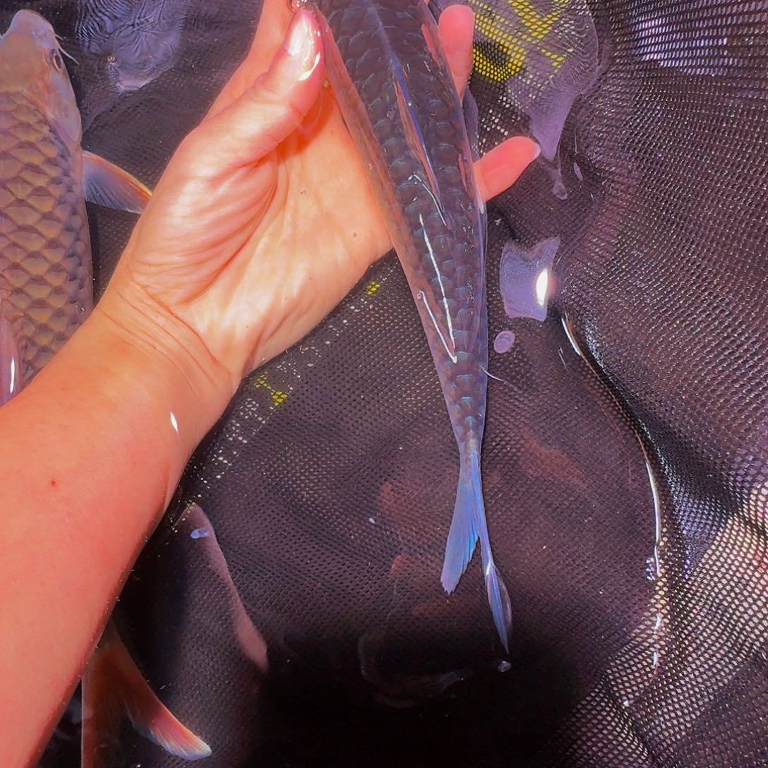 吉罗鱼异常口蓝理罗