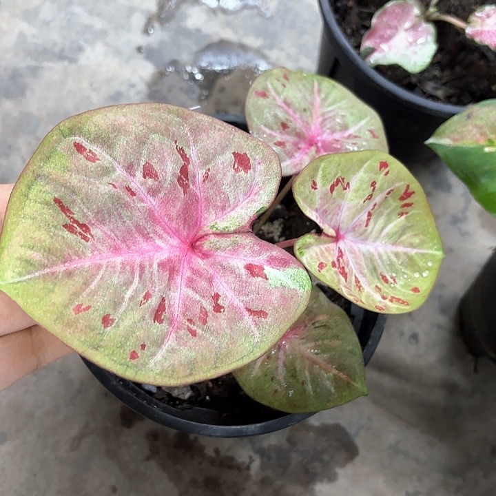 124-0210彩叶芋广东现货