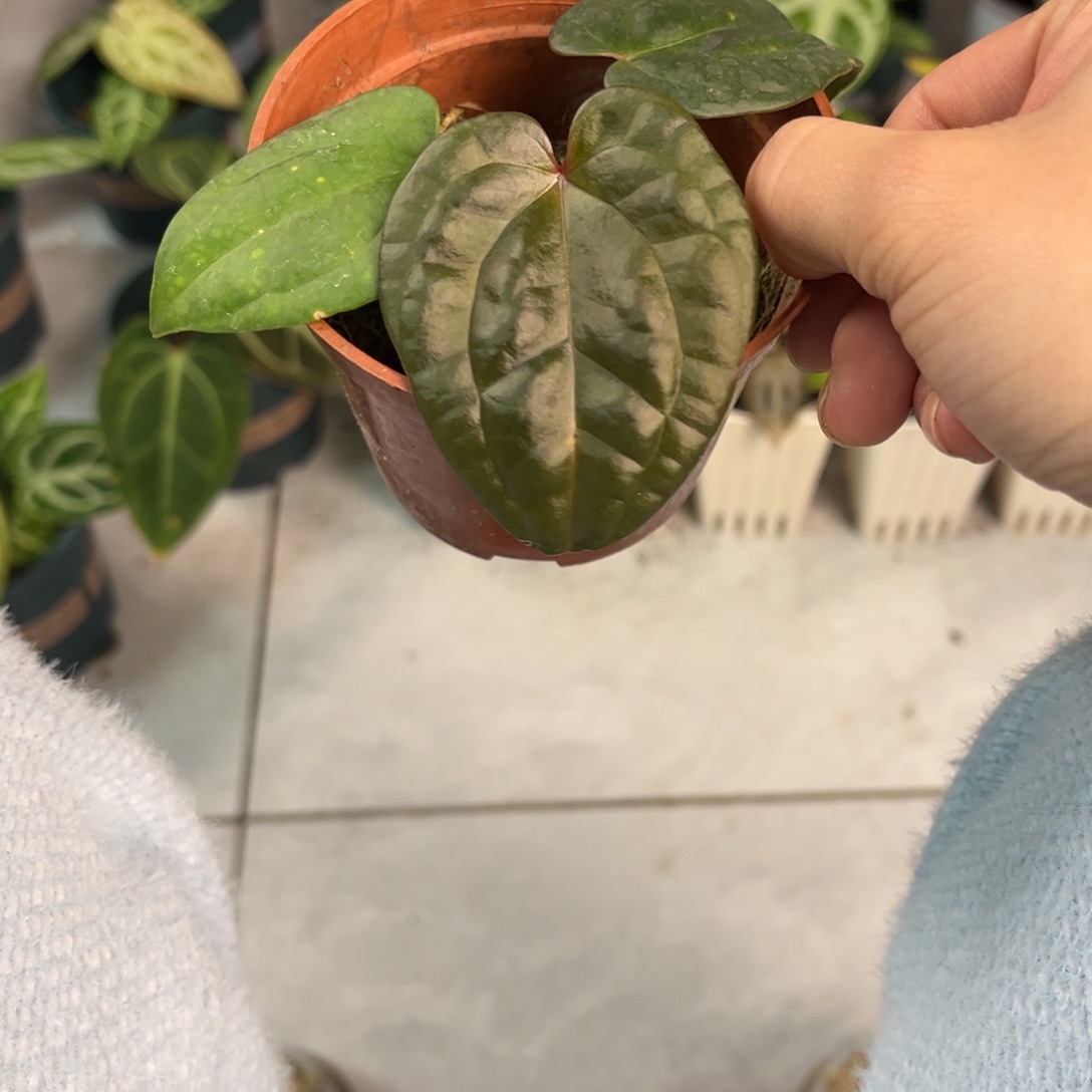 无花朵044   紫奢 