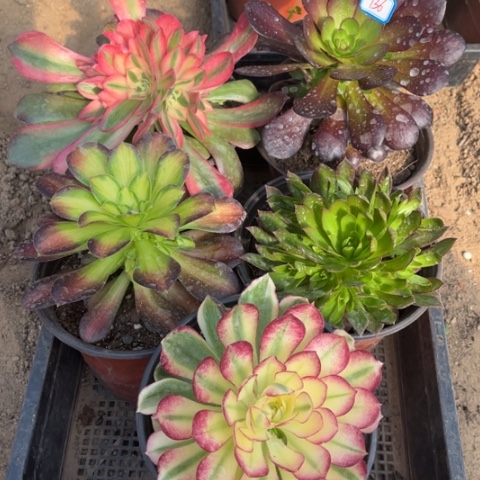 136多肉植物组合