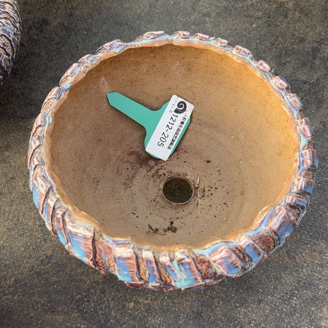 5***5从前慢花园多肉编号1212-205