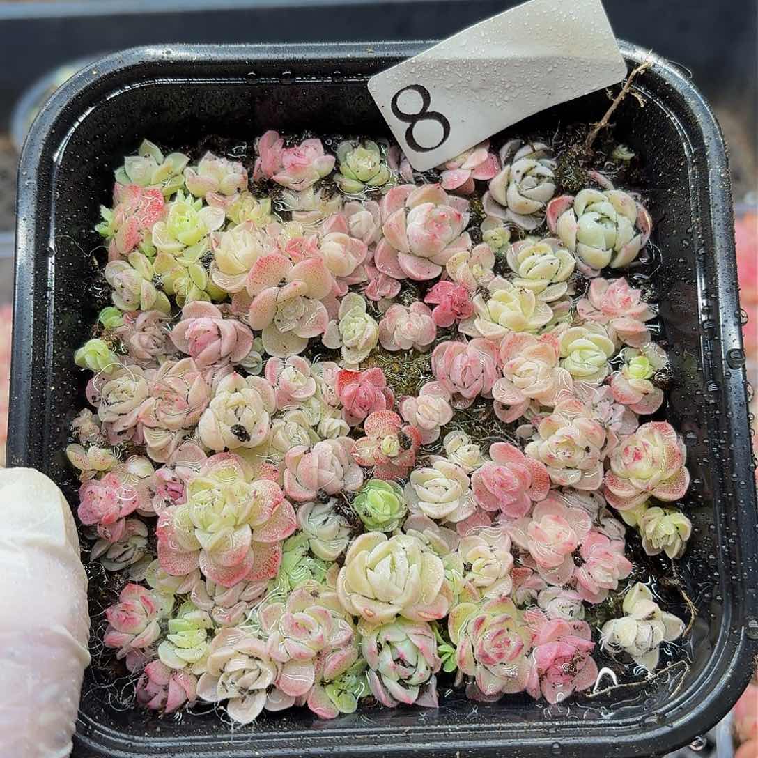 多肉植物多肉植物8