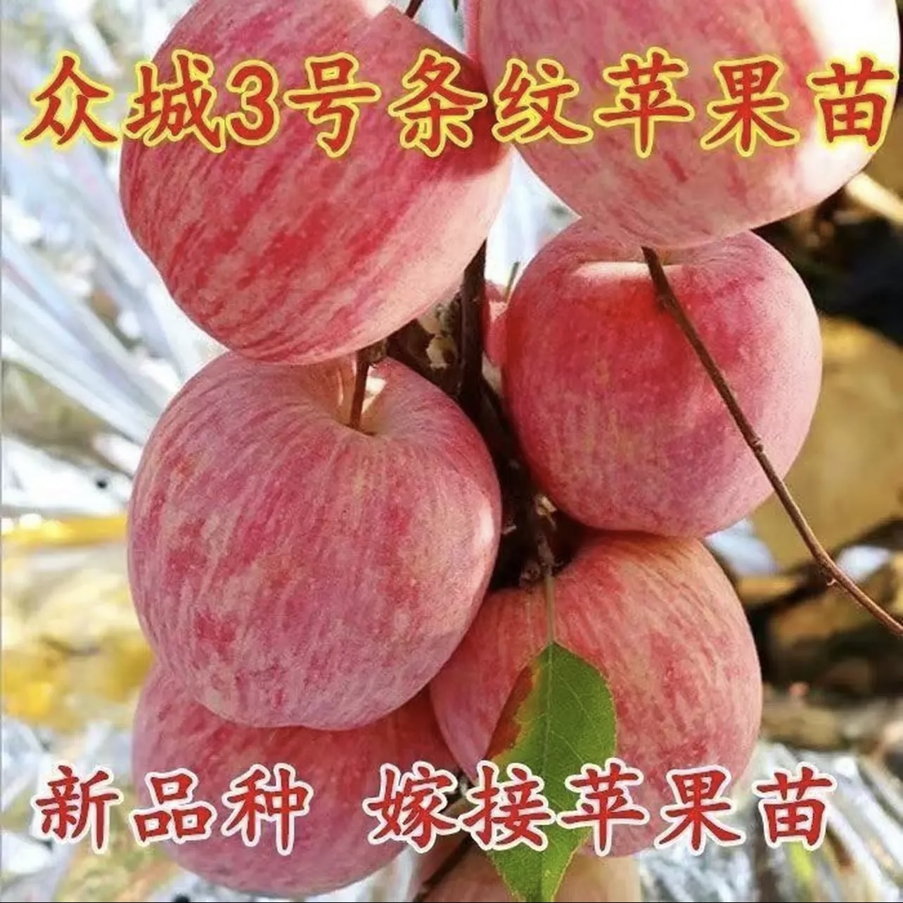 新品种众成三号苹果树苗南北种植冰糖心红心红富士