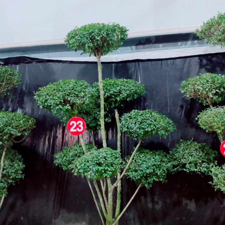 无花朵一物一拍一物一物一拍