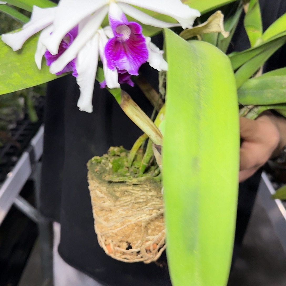 盈***筑当前无花栽培后可以开花C573