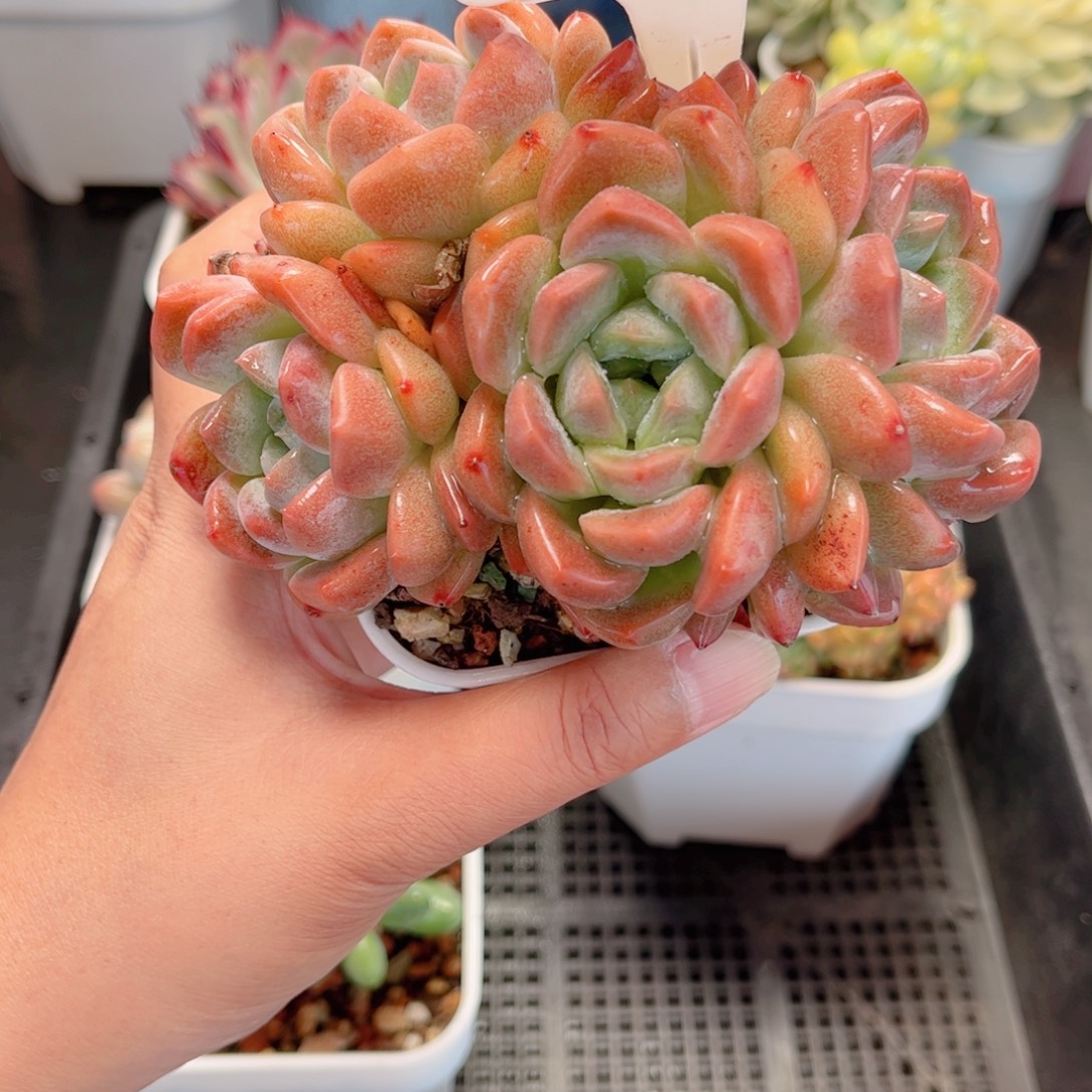 多肉植物0104 一定要拍冷链哦