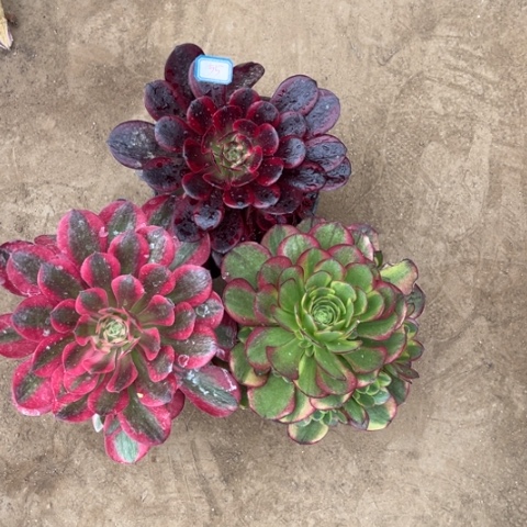 055多肉植物组合