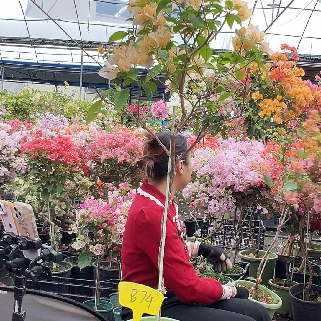 用***2大部分花苞少量开放B74苏瓦娜