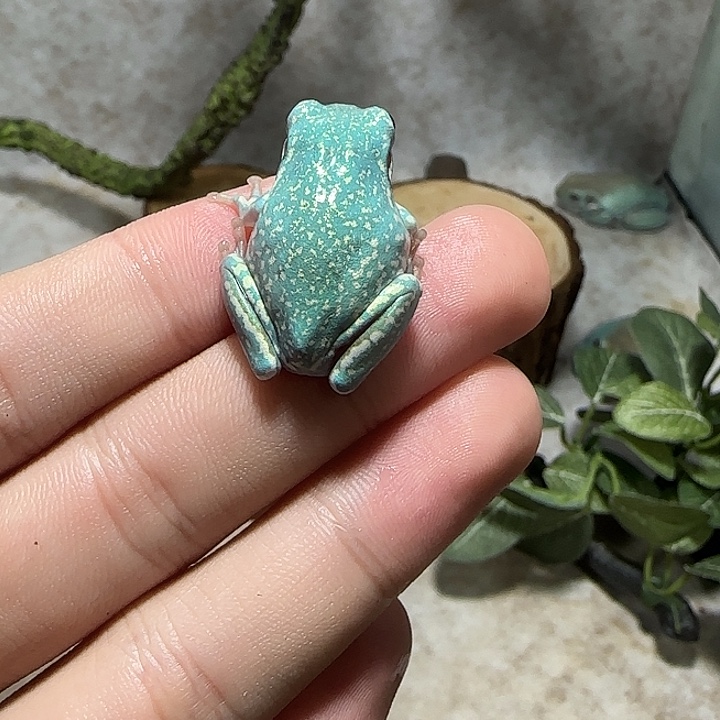 老爷树蛙金暴雪小蛙