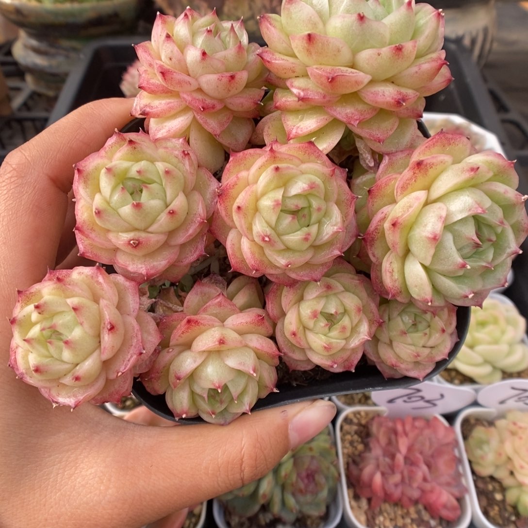 珠光麦秆群生710号