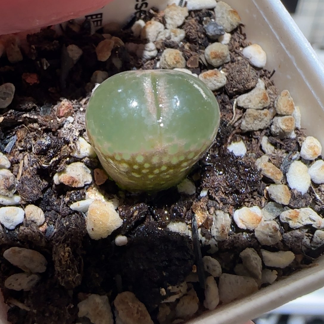 肉锥多肉植物百科-黑眼豆豆1146