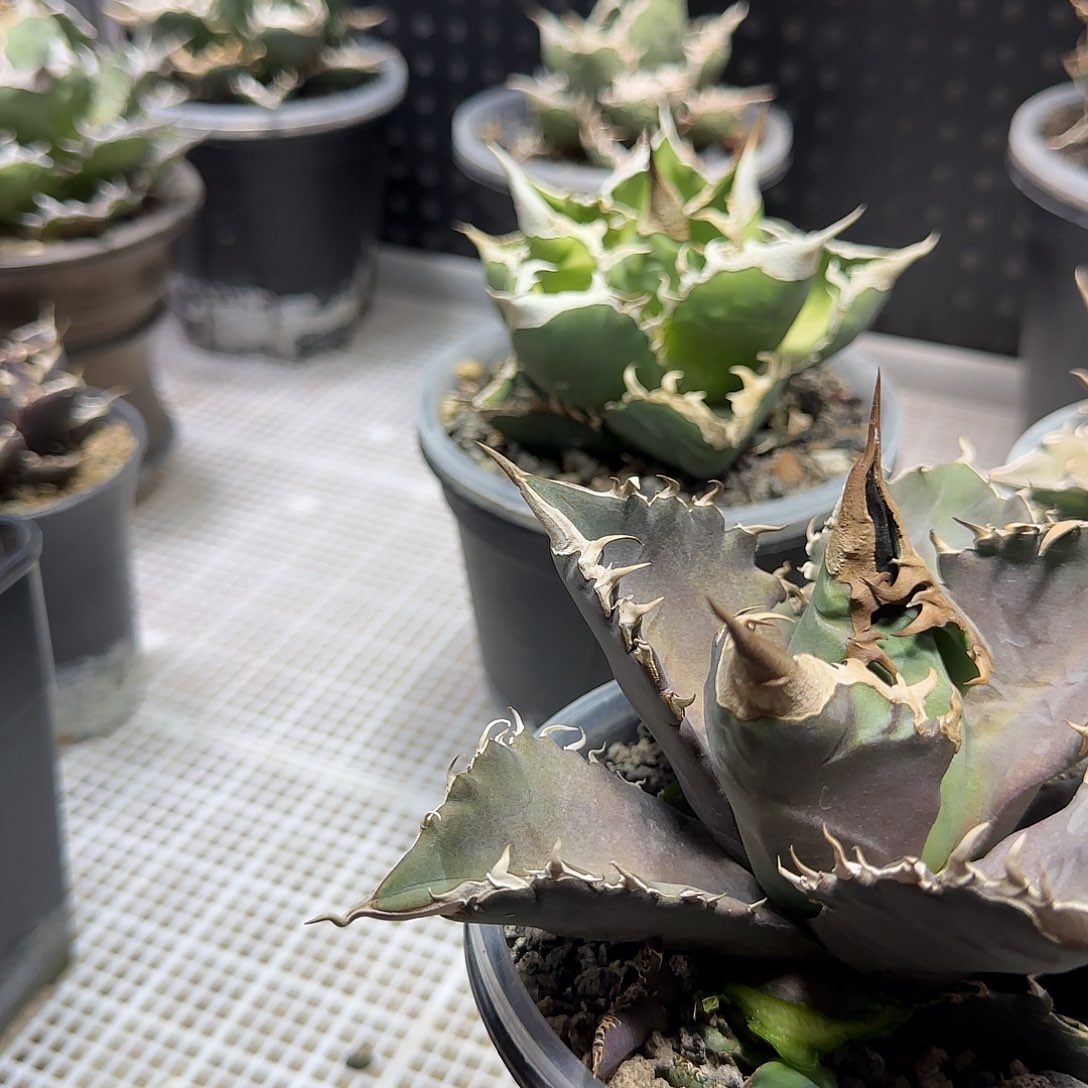 东***星芽子111111111111