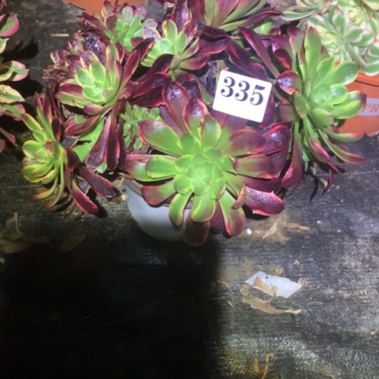 多肉植物欧嘉莉缀335