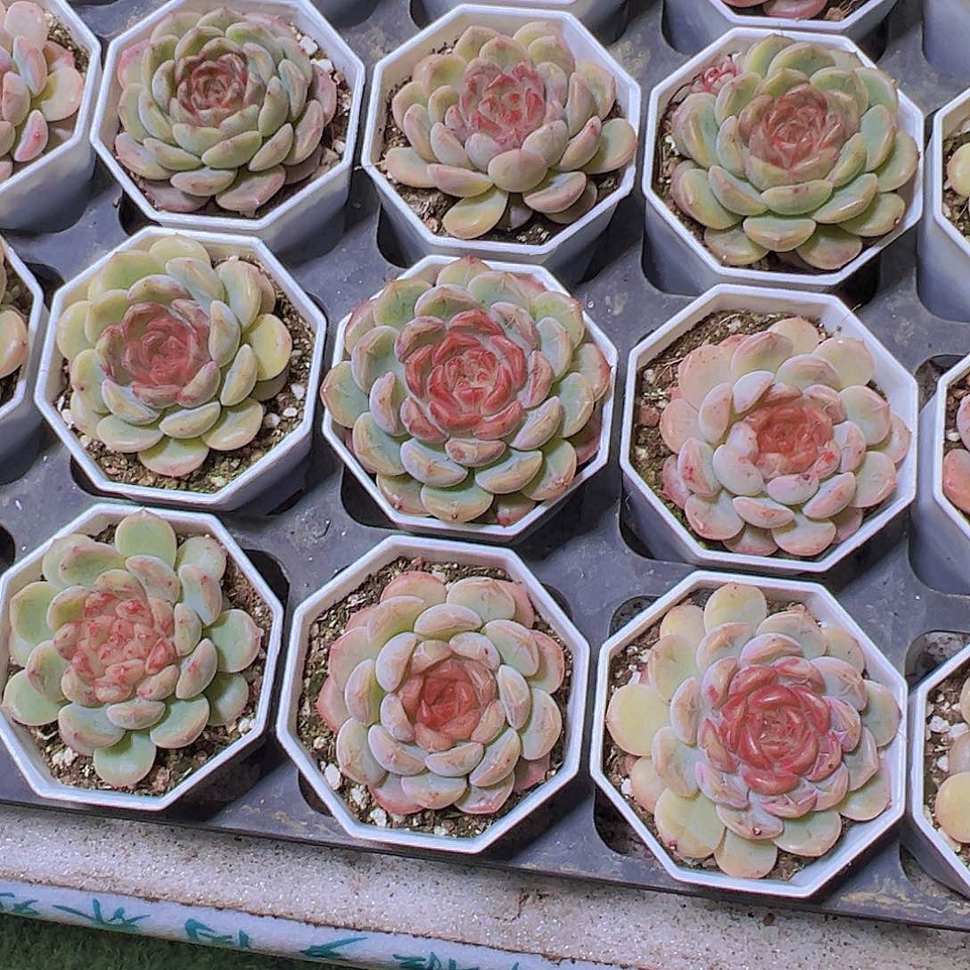 新糖葫芦19包邮多肉