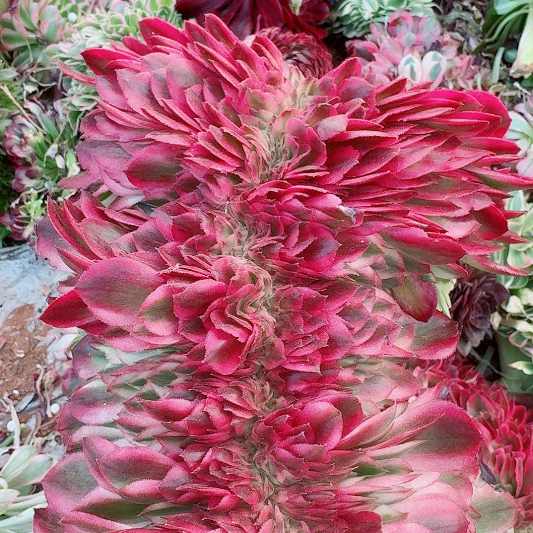 521 缀化无根不包侧枝