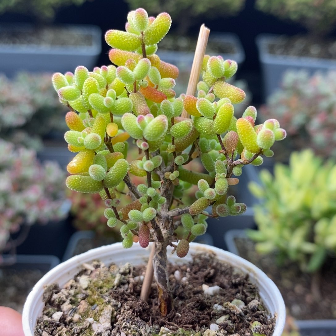 2082金桔糖球 。       