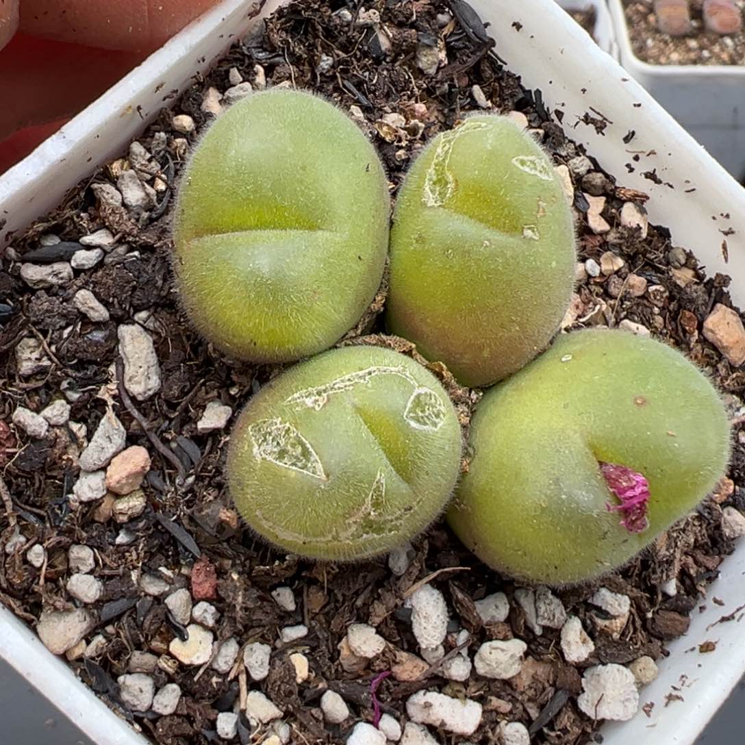 1.26好看的多肉774