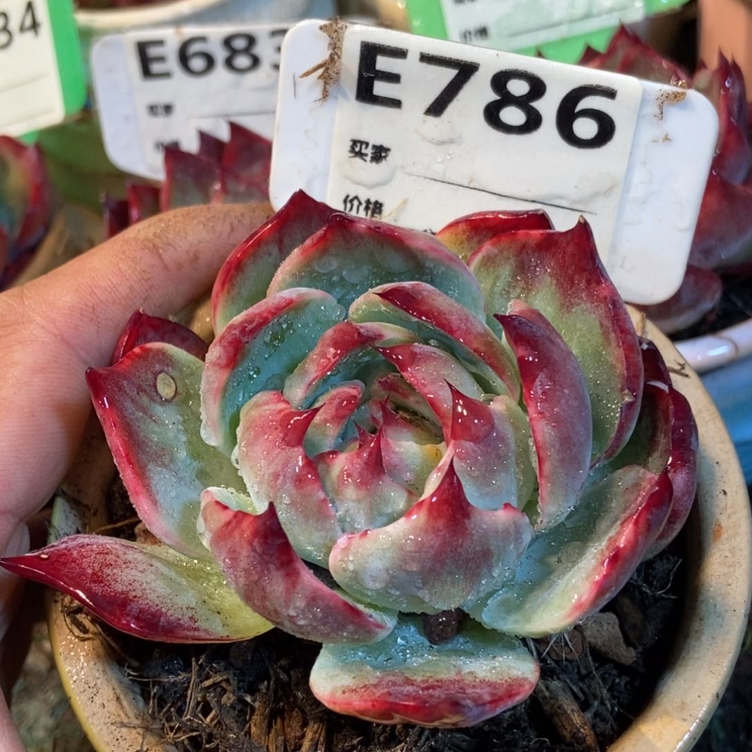 惊鸿一瞥786号多肉