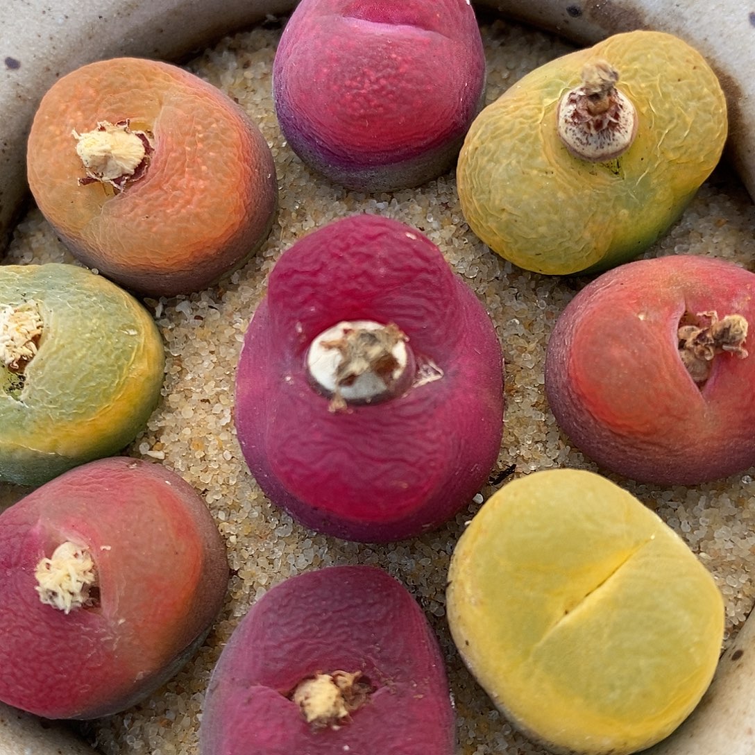 345彩色丝绒蟠桃一组。     