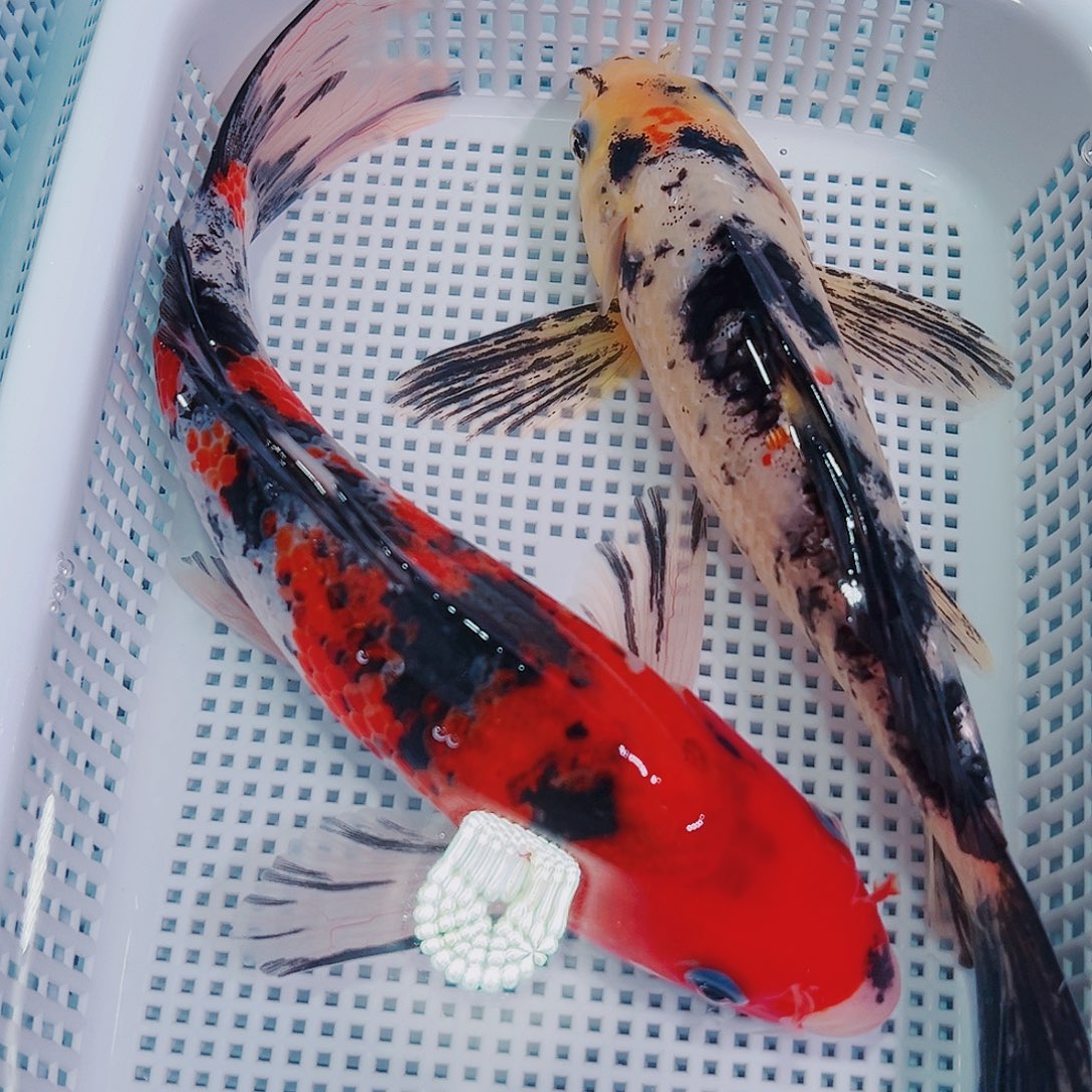 锦鲤锦鲤冷水鱼观赏107