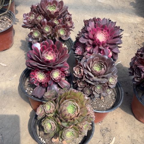 640多肉植物组合